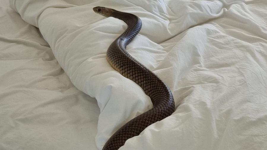 Cobra foi encontrada na cama  - Reprodução/Facebook