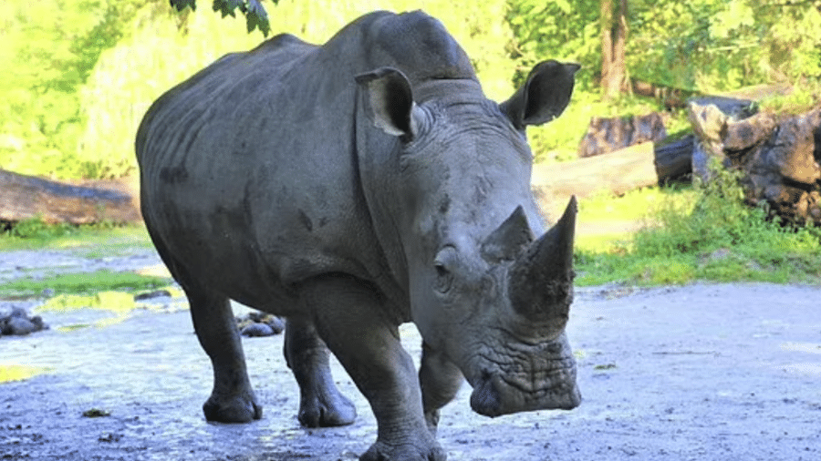 A fêmea de rinoceronte, chamada Yeti, pesa cerca de 1,8 tonelada