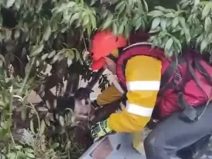 Cão é resgatado em árvore no RS: 'Muitos seguem nos telhados'; veja imagens