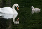 Mamãe cisne nada com filhote em uma lagoa de Hanover, na Alemanha - Julian Stratenschulte/AFP