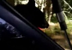 Americana se surpreende ao encontrar urso preso dentro de seu carro em parque - Reprodução