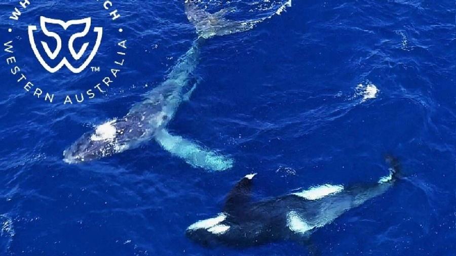 Imagem mostra baleia jubarte recebendo ajuda de orca no mar da Austrália - Reprodução/Whale Watch Western Australia
