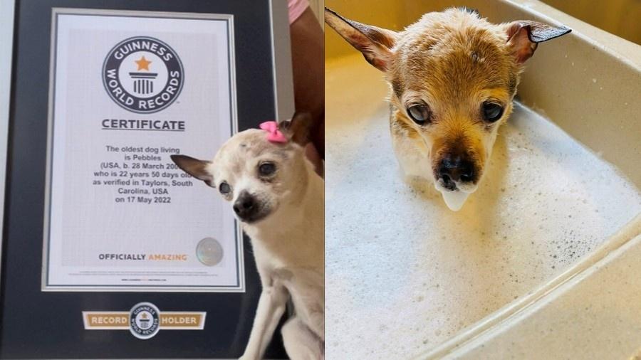A Toy Fox Terrier Pebbles conquista reconhecimento do Guinness World Records como o cão vivo mais velho do mundo. - Reprodução/Instagram