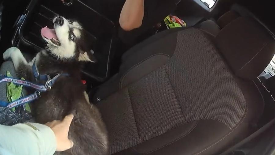 Cachorro foi resgatado após ser deixado com focinho amarrado dentro de carro em Las Vegas - LVMPD/Reprodução de vídeo/Twitter