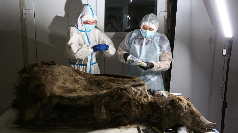 Cientistas dissecam ursa de 3.500 anos descoberta no permafrost da Sibéria - 21.fev.2023 - Michil Yakovlev/Reuters