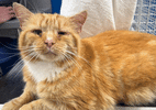 Gato desaparecido é encontrado a 140 km de casa vivendo em colônia selvagem