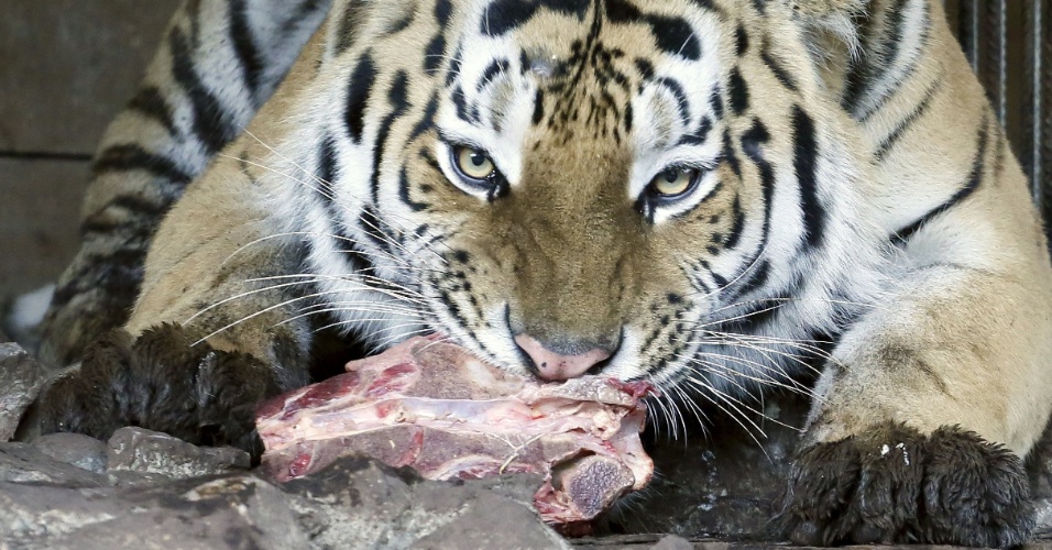 25.set.2015 - O tigre siberiano Bartek, de dois anos, come um pedaço de carne dentro de sua gaiola no zoológico Royev Ruchey, nos subúrbios de Krasnoyarsk, na Sibéria. O dia internacional para a proteção dos tigres siberianos e leopardos do Extremo Oriente será comemorado no zoológico em 26 de setembro, de acordo com funcionários do local 