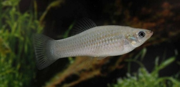 O pequeno peixe se reproduz de forma assexuada e desafia teoria de extinção da espécie - Reuters