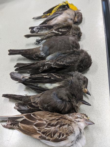 Aves migratórias são as principais vítimas do fenômeno  - Allison Salas/Twitter