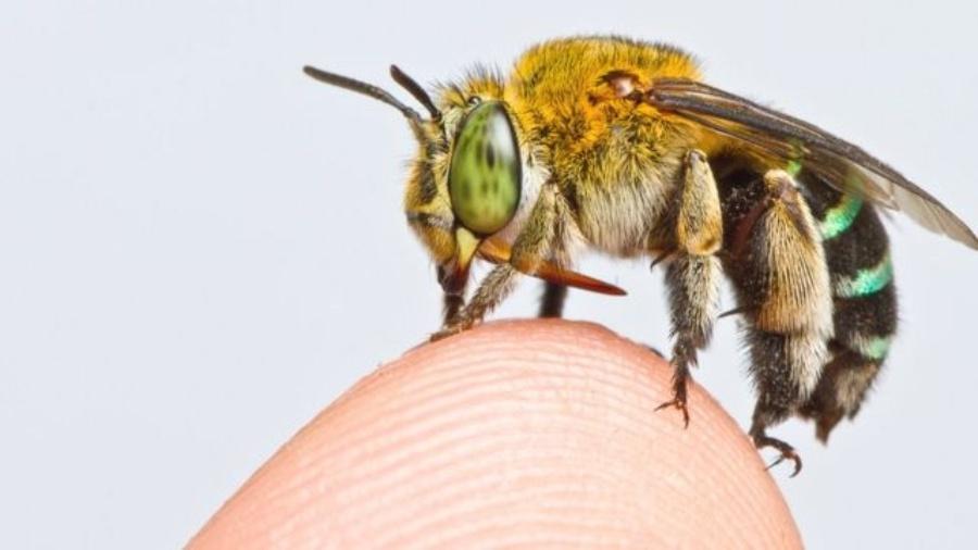 Existem milhares de espécies de abelhas, desde as menores até algumas do tamanho de um polegar - Zestin Soh