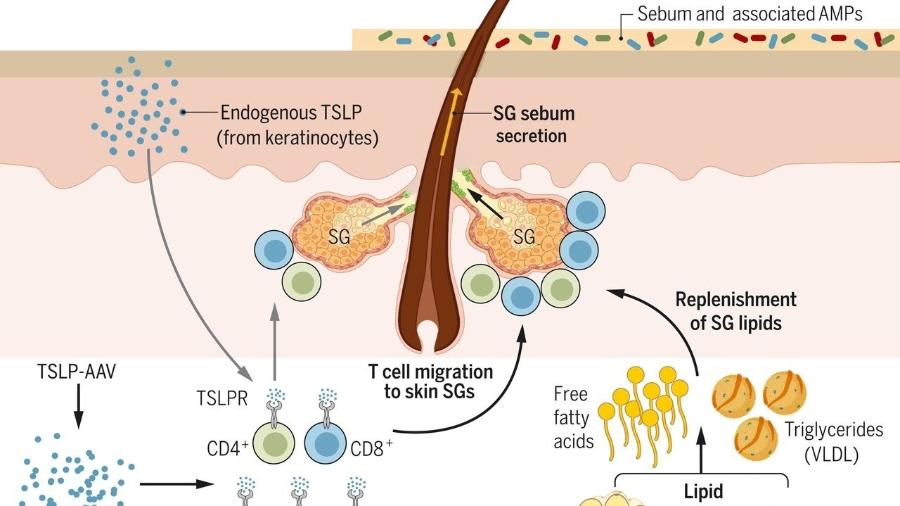 A citosina TSLP ativa as células T para promover a secreção de sebo - Divulgação/Biorender