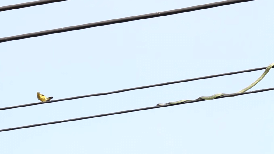 Cobra rasteja em fios elétricos atrás de pássaros - Reprodução de vídeo/ViralHog