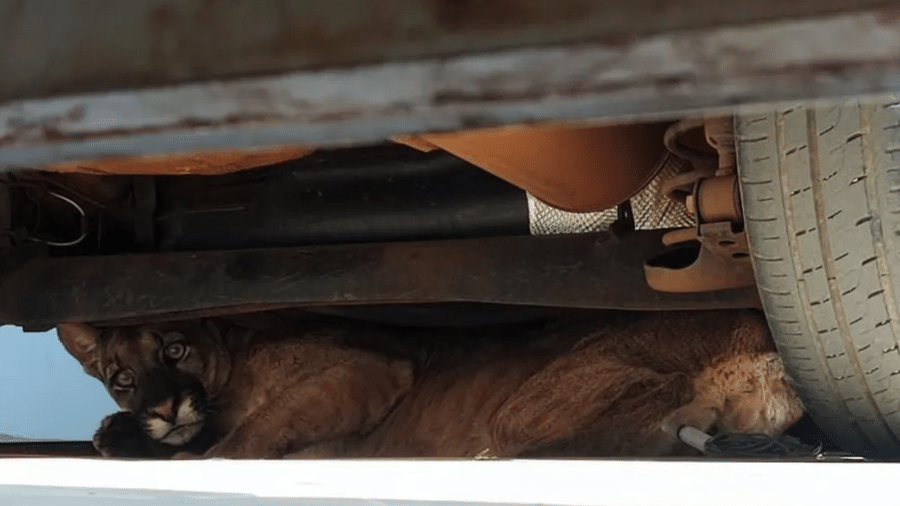 A onça-parda se escondeu embaixo de um carro na garagem da casa da autônoma Nilva Rodrigues - Reprodução/CBM-GO