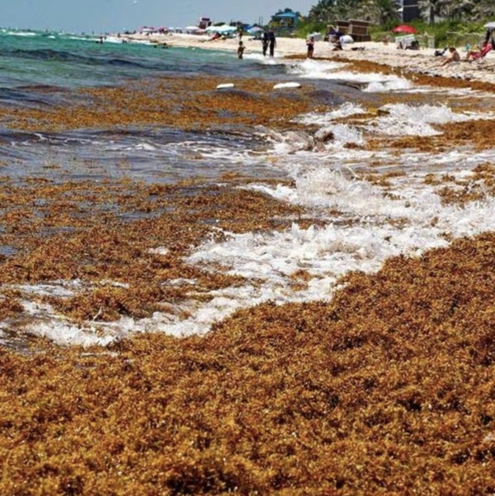 Bolha de algas marinhas com o dobro da largura dos EUA se dirige à