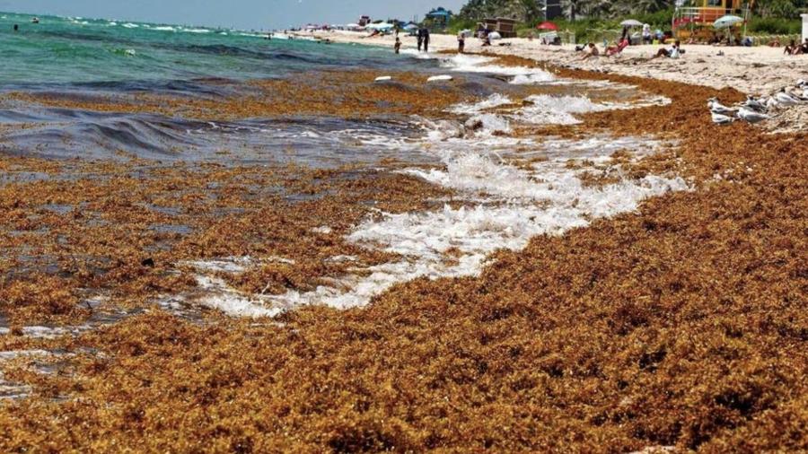 As formações de algas surgiram mais cedo este ano, segundo os pesquisadores - Reprodução/Redes Sociais