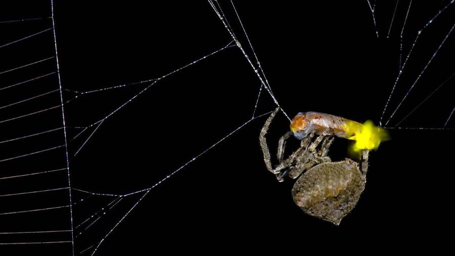 Aranha envolvendo vaga-lume