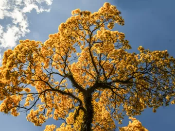 Tempo seco continua? Veja como fica a previsão do tempo durante a primavera