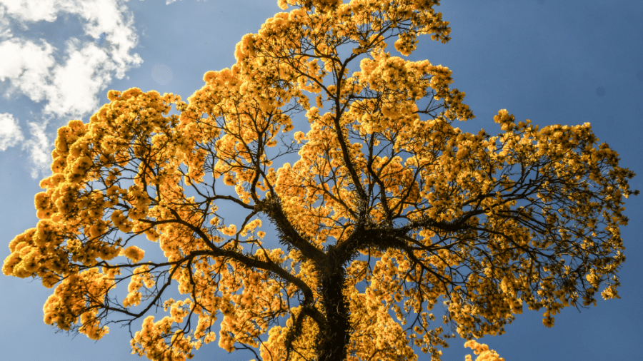 Ipê amarelo floresce em São Paulo (SP)