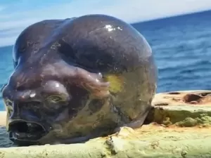 'Caçador' de bichos estranhos encontra peixe com 'cabeça de alien'; veja