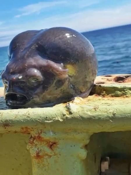 Caçador de bichos estranhos encontra peixe com 'cabeça de alien'; veja