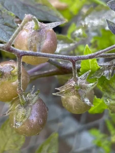 Tomates primitivos nas Ilhas Galápagos Tomates primitivos nas Ilhas Galápagos