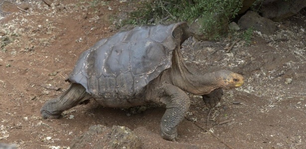 Ele tem mais de 100 anos e seu empenho sexual salvou as tartarugas gigantes