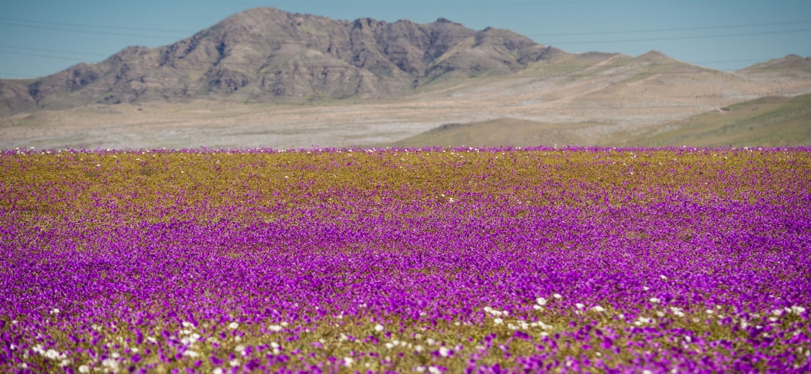 Flores desabrocham e dão cores ao deserto do Atacama, na região de Huasco, no Chile - Martin Bernetti/AFP