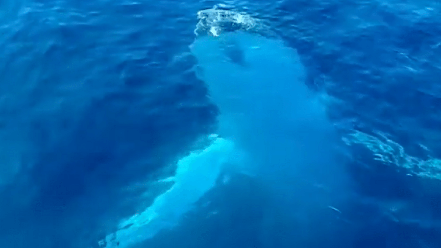Baleia brincalhona se aproximando do barco com os fotógrafos - Reprodução/Instagram/@australia