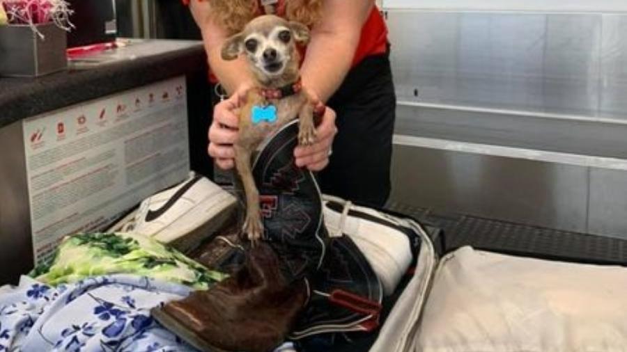 Chihuahua da família se escondeu em mala e só foi descoberta no aeroporto - Reprodução/Facebook