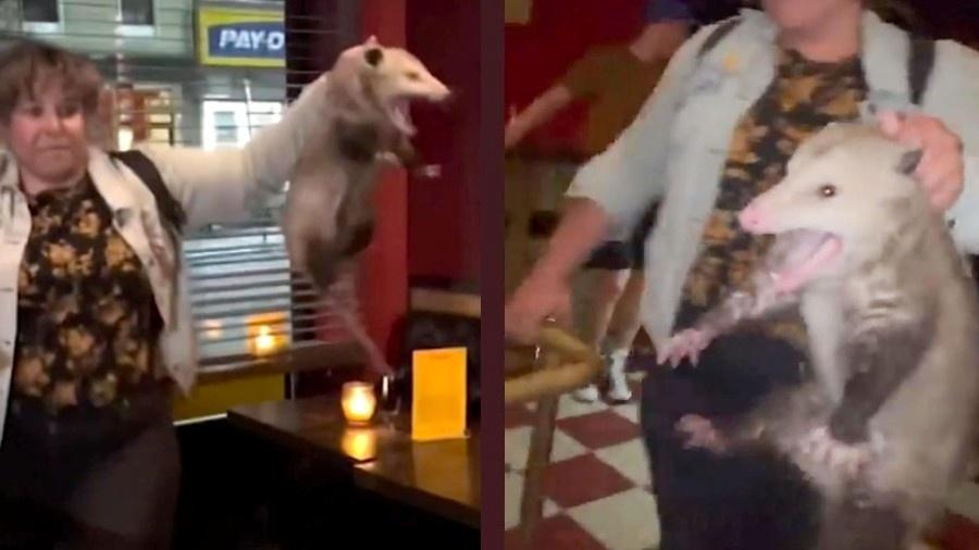 Mulher apanha gambá dentro de bar no Brooklyn, em Nova York (EUA) - Reprodução/Instagram