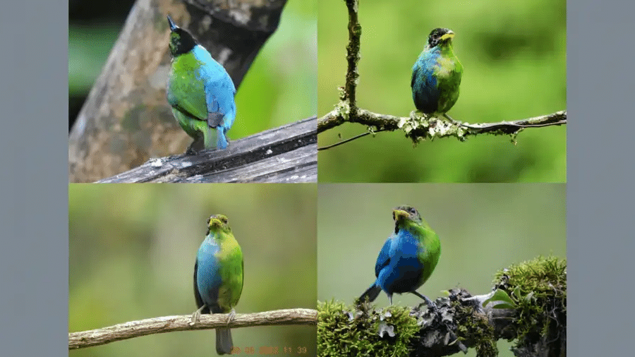 Observado na Colômbia, pássaro exibe a metade masculina localizada à direita, e a feminina, à esquerda