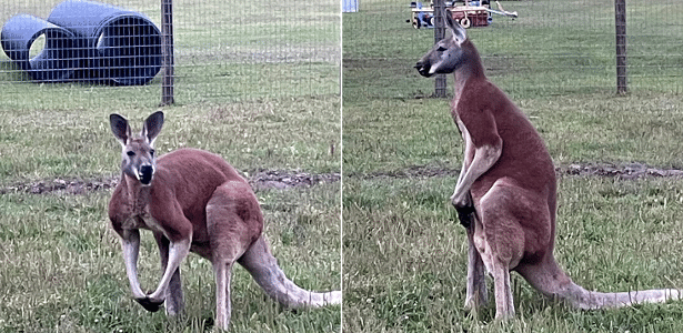 Canguru mata homem a pontapés durante 'brincadeira' em fazenda nos EUA