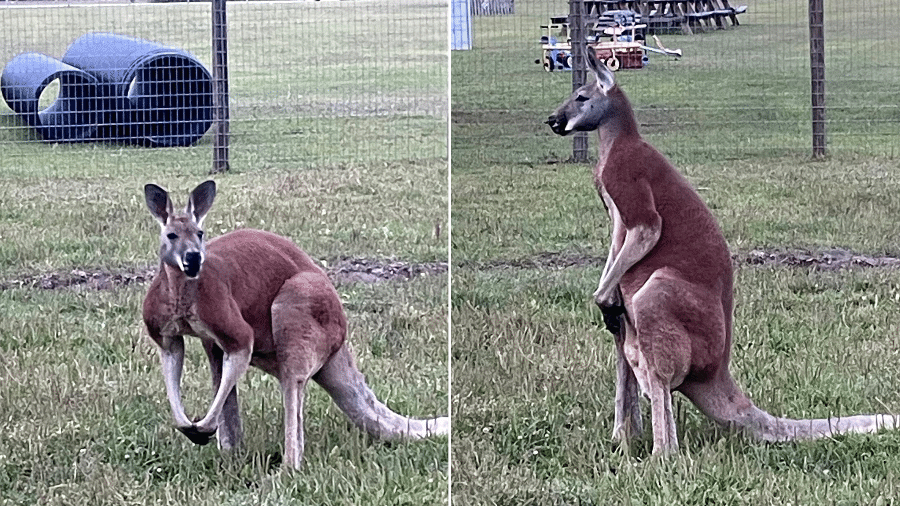 Mr. Jack é um canguru-vermelho, a maior espécie existente - Reprodução/Facebook Star Farm