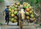 Cavalo vive dia de "burro de carga" na Indonésia - Antara Foto/Budi Candra Setya/Reuters