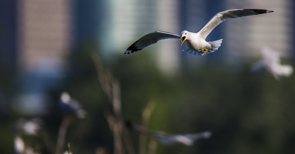 24.set.2015 - Uma gaivota voa no Parque Tommy Thompson localizado em uma península artificial  conhecida como Leslie Street Spit, em Toronto (Canadá)