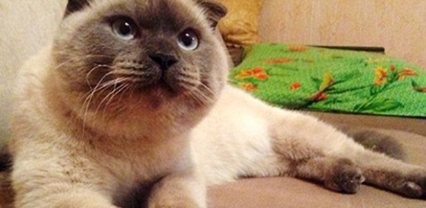 O gato Barsik lidera as pesquisas de intenção de voto para a prefeitura de Barnaul, na Sibéria