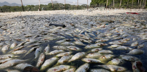 Peixes aparecem boiando junto a lixo na Baía de Guanabara - Pablo Jacob / Ag O Globo