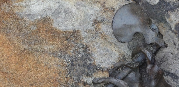 Quatro ossos pélvicos amarrados em um ramo de amieiro encontrado no sítio arqueológico de Alken Enge, na Dinamarca - Peter Jensen/Universidade de Aarhus/AFP 