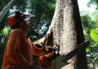 Corte controlado de madeira mantém floresta de pé em Rondônia - DW/N. Pontes