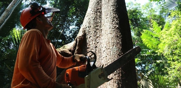 Mais de 32 mil árvores foram cortadas na última década na Floresta do Jamari - DW/N. Pontes