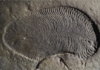 Forma oval enigmática em rocha é o mais antigo fóssil animal - Ilya Bobrovskiy/Universidade Nacional da Austrália