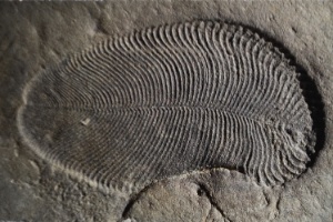 Forma Oval Enigmatica Em Rocha E O Mais Antigo Fossil Animal 20 09 2018 Uol Tilt