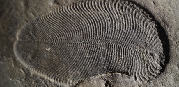 Fóssil de Dickinsonia encontrado na região do mar Branco, na Rússia - Ilya Bobrovskiy/Universidade Nacional da Austrália