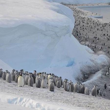 Os pinguins-imperadores precisam de uma plataforma de mar congelado estável para viver - CHRISTOPHER WALTON