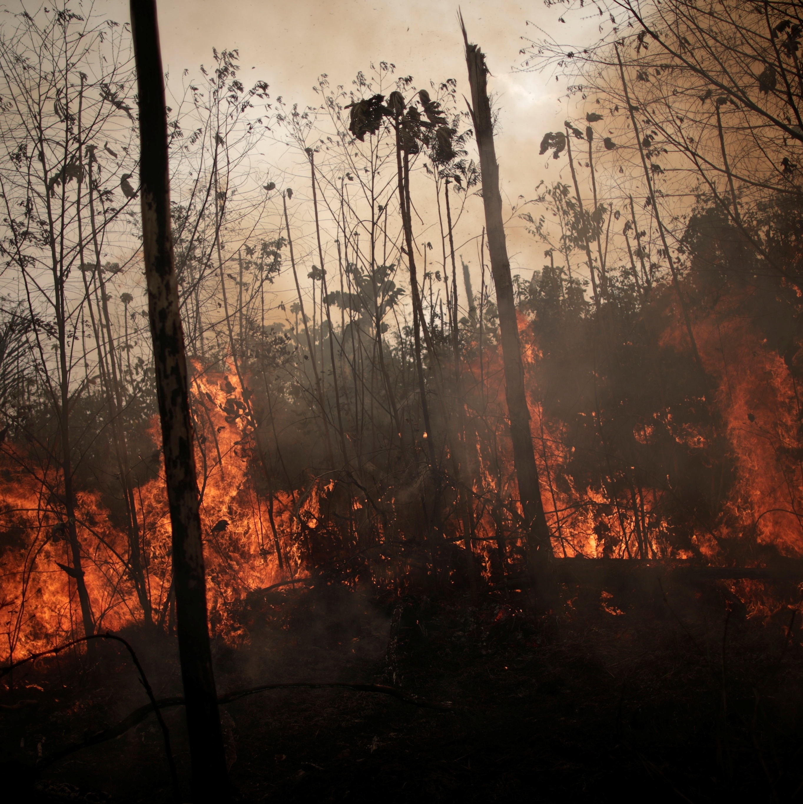 Por que o Brasil pega fogo todos os anos? - 13/10/2020 - UOL ECOA