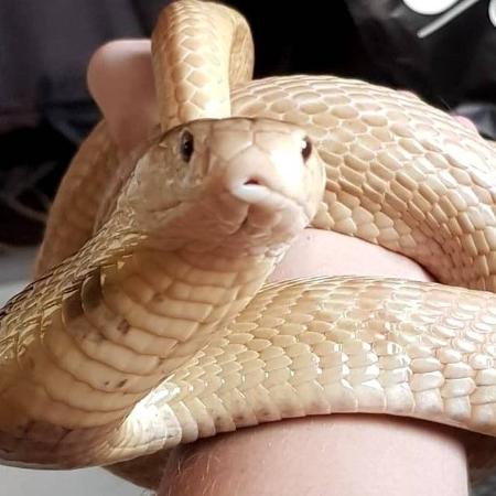 Fotos de Natureza: Cobra Naja  Fotos de cobras, Animais perigosos