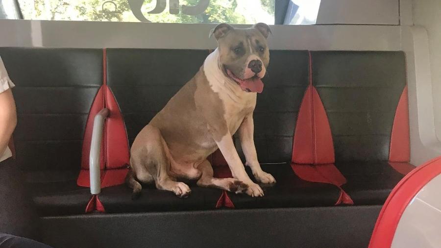 Cão perdido subiu em ônibus em cidade da Inglaterra - Divulgação