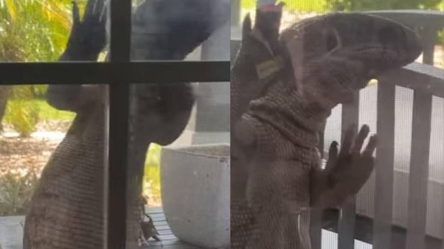 Lagarto "Godzilla" apareceu em casa na Flórida - Reprodução/Youtube