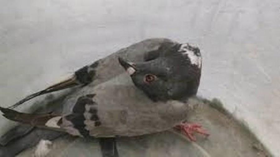 Os pombos infectados com o paramixovírus apresentam pescoço torcido e cabeça trêmula  - Reprodução/Mirror