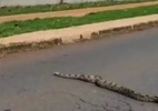 De parar o trânsito: cobra é flagrada atravessando rua no Paraná; assista